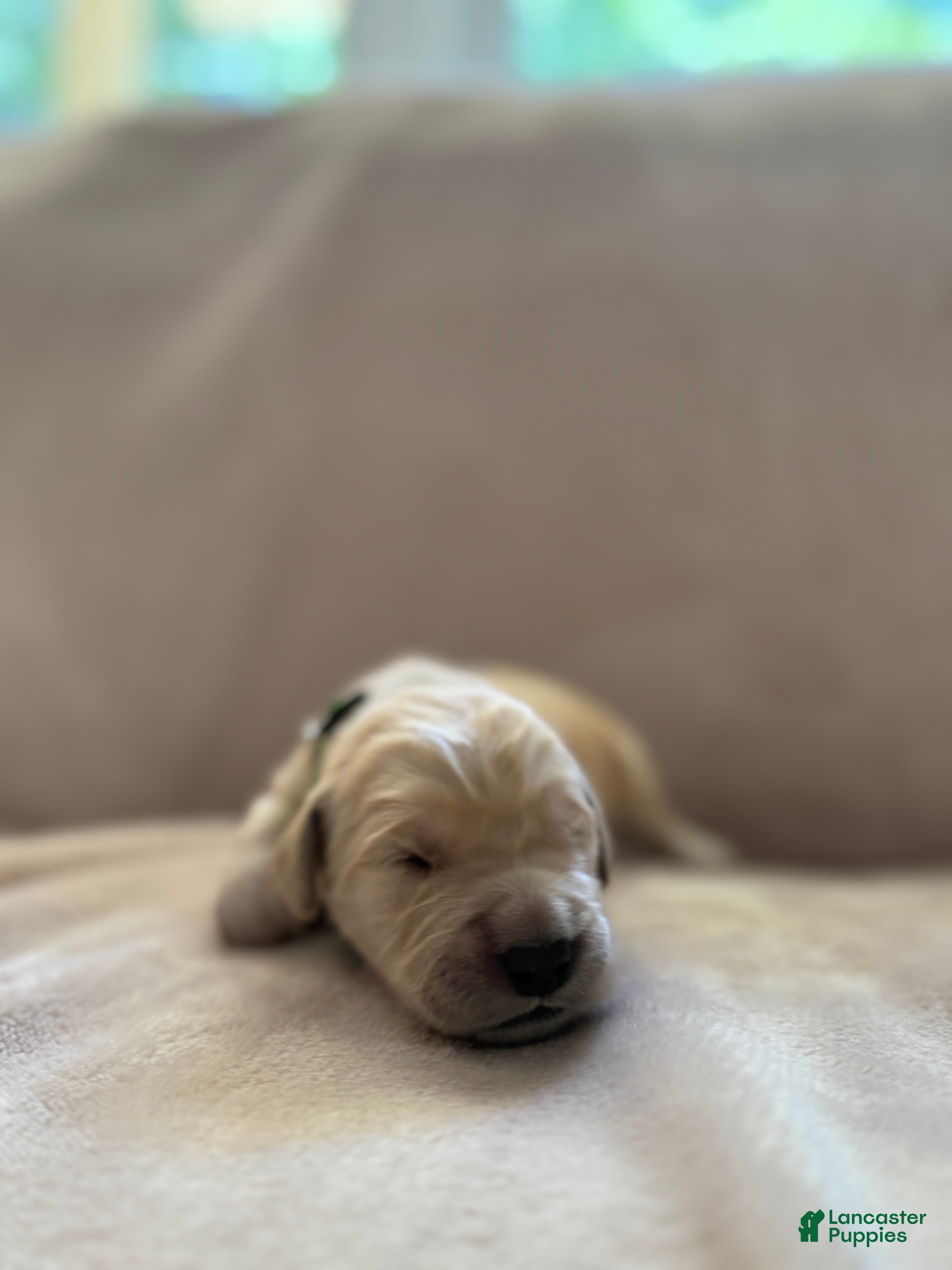 Golden Retriever dogs Light Green- male  - Ad 1