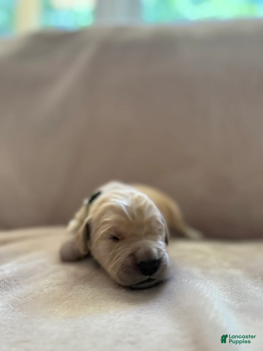 Golden Retriever dogs for sale: Light Green- male  - Ad 1