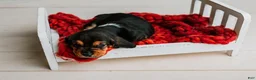 Basset Hound dogs for sale: Handsome Dan  - Ad 4
