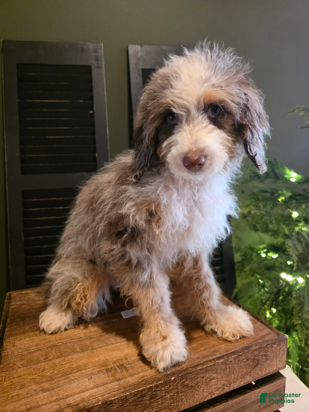 Mini Aussiedoodle dogs for sale: Ava  - Ad 4