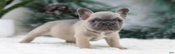 French Bulldog dogs for sale: Hariot - Ad 6