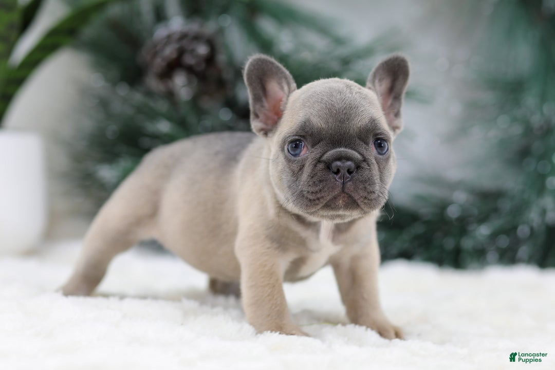 French Bulldog dogs for sale: Hariot - Ad 6