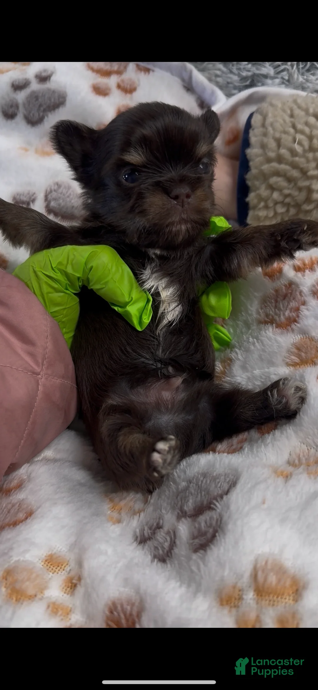 Yorkshire Terrier dogs for sale: Yorkshire Terrier Puppy 2 - Ad 1