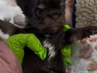 Yorkshire Terrier dogs Yorkshire Terrier Puppy 2 - Ad 5