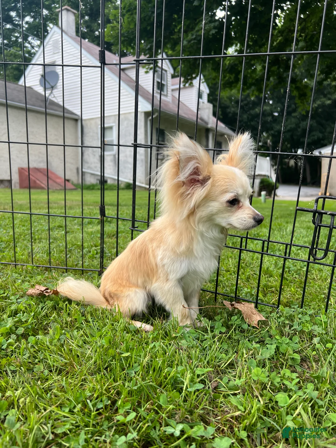 Papillon dogs for sale: Ozzy - Ad 2