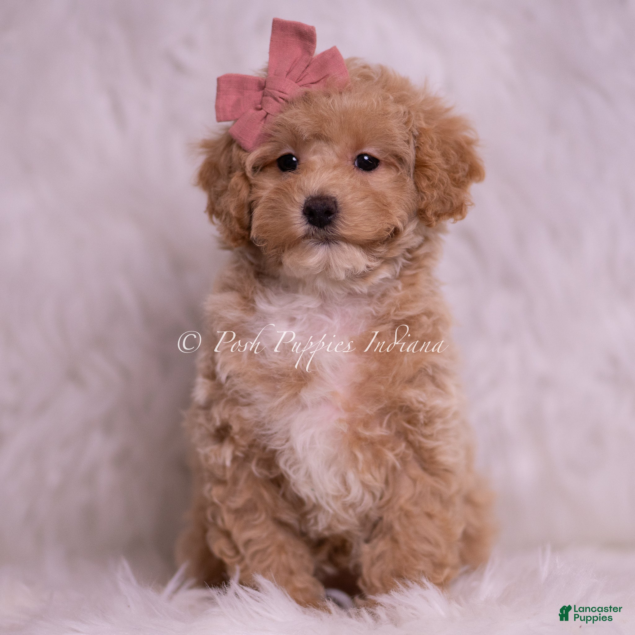 Toy Poodle dogs Vanna  - Ad 1