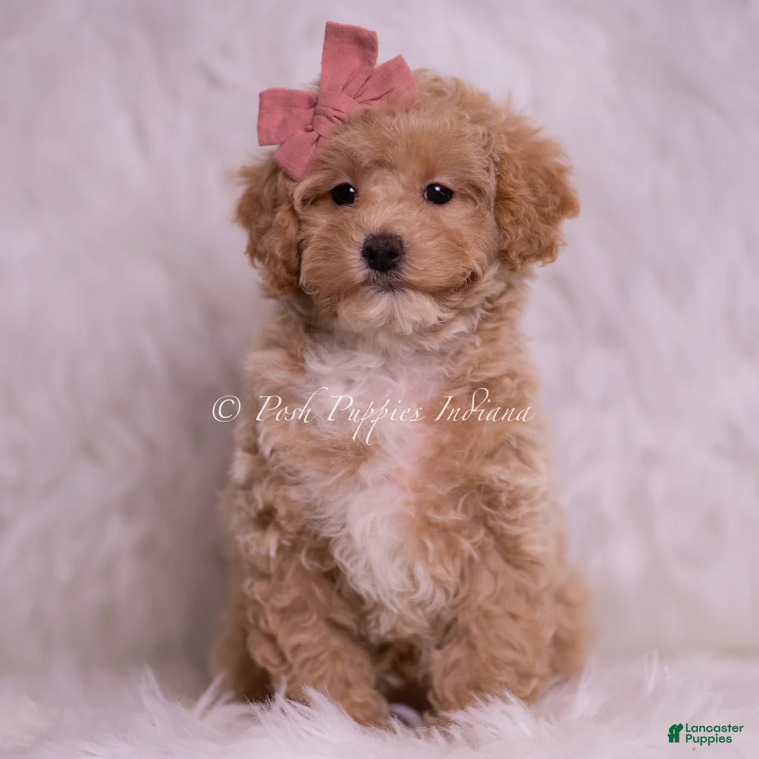 Toy Poodle dogs for sale: Vanna  - Ad 1