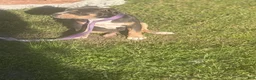 American Bully dogs for sale: American Bully Puppy 2 - Ad 3