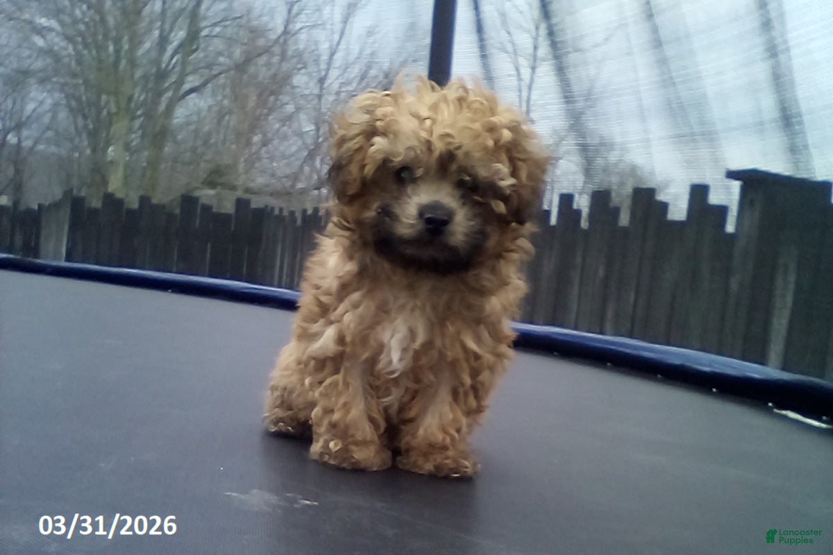Yorkiepoo dogs Cody - Ad 1