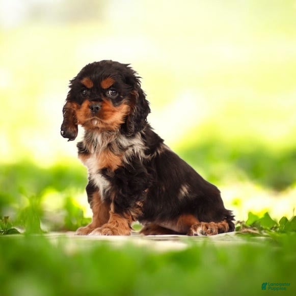 Cocker Spaniel dogs Rosebud🐾❤️Genetic Health Tested AKC Registered❤️Text or Call 717-319-4781 - Ad 18