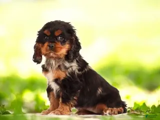 Cocker Spaniel dogs Rosebud🐾❤️Genetic Health Tested AKC Registered❤️Text or Call 717-319-4781 - Ad 18