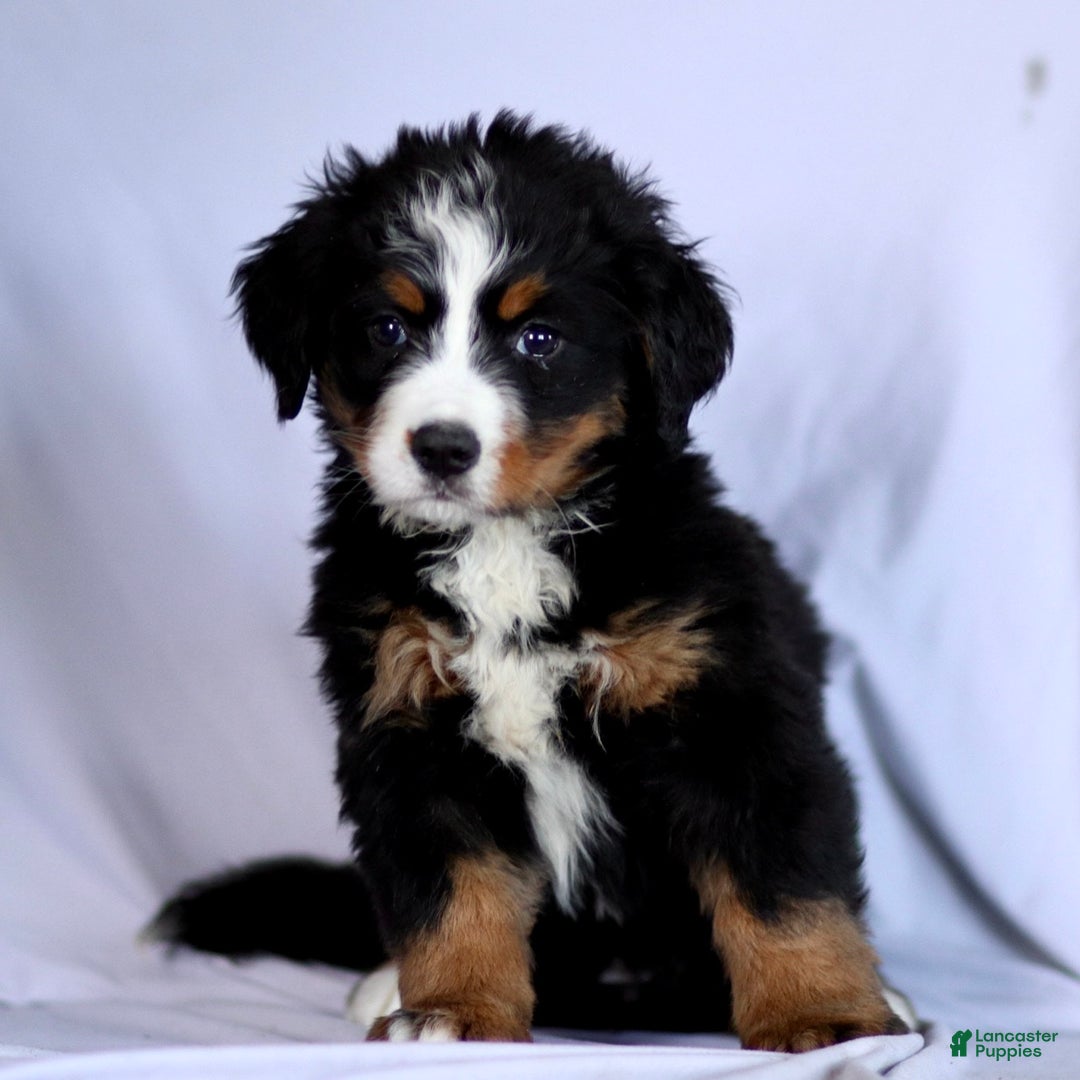 Bernese Mountain Dog dogs for sale: Faith - Ad 2