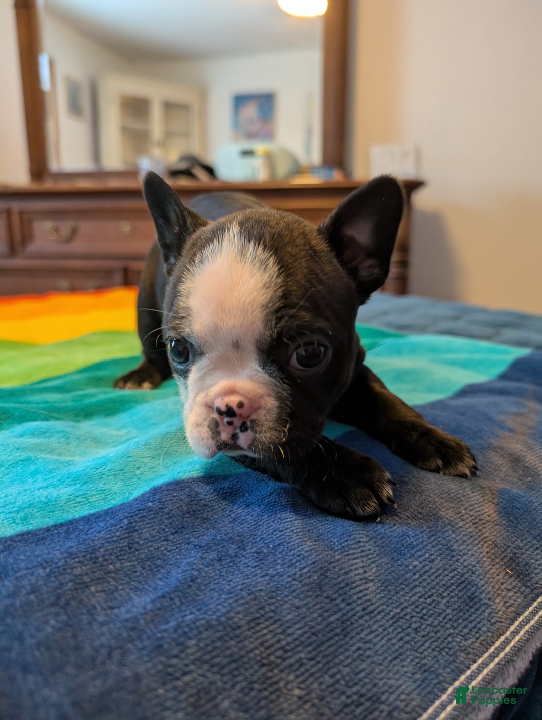 Frenchton dogs for sale: Britt - Ad 6