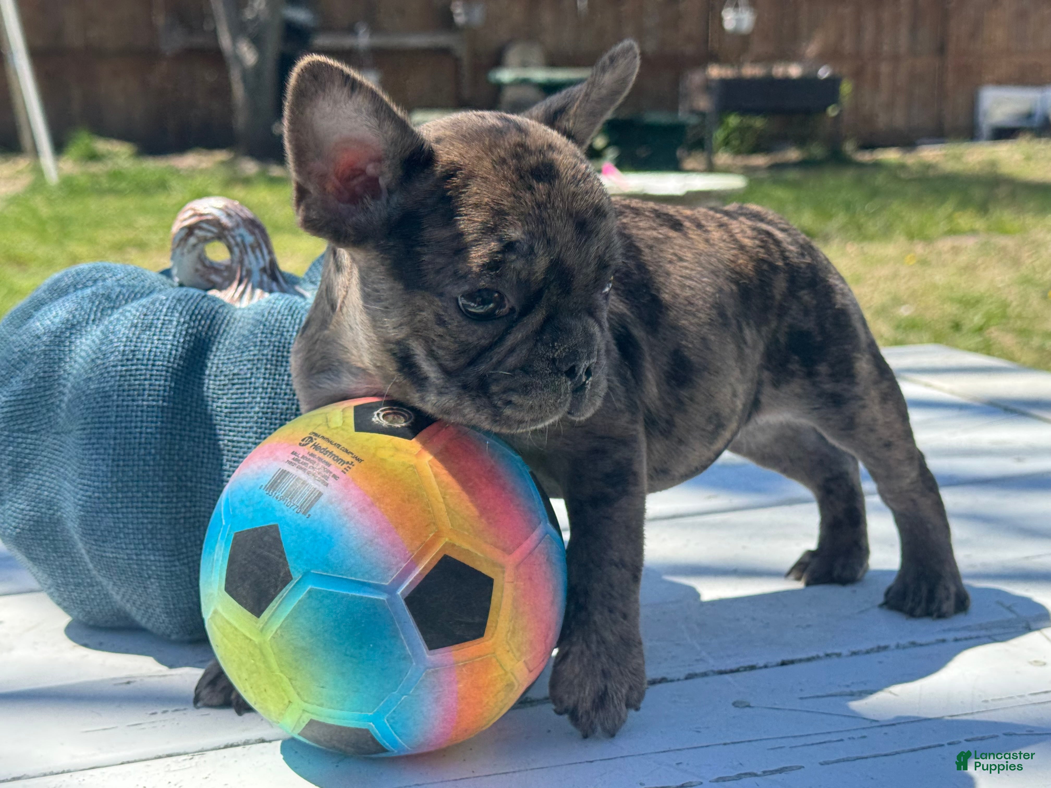 French Bulldog dogs Inti - Ad 2