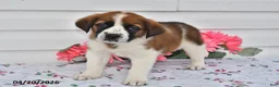 Saint Bernard dogs for sale: Bella   - Ad 3