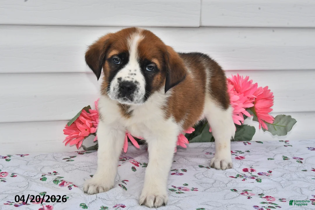 Saint Bernard dogs for sale: Bella   - Ad 3