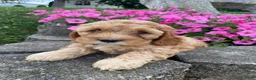 Mixed Breed dogs for sale: Gus - Ad 5