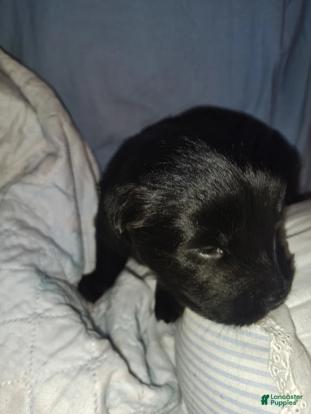 Chow Chow dogs for sale: Black Male - Ad 1