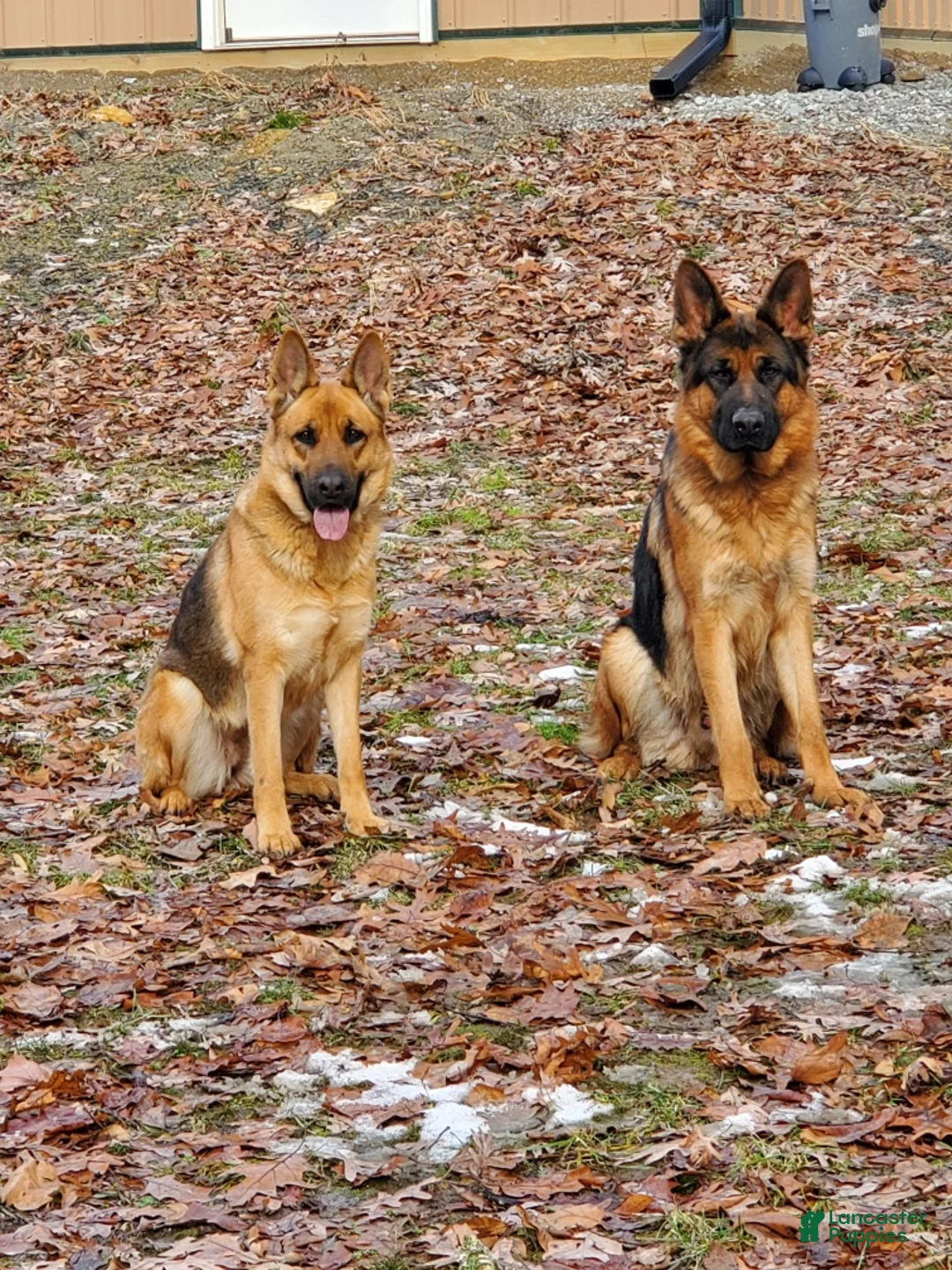 German Shepherd dogs for sale: Grizzly - Ad 10