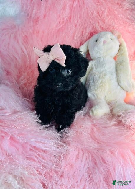 Miniature Poodle dogs Miniature Poodle 1 - Ad 2