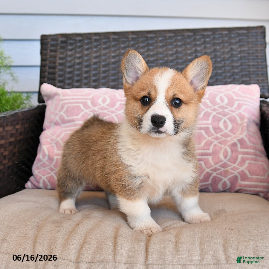 Welsh Corgi Pembroke dogs Maple   - Ad 1