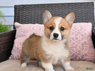 Welsh Corgi Pembroke dogs for sale: Maple - Ad 3