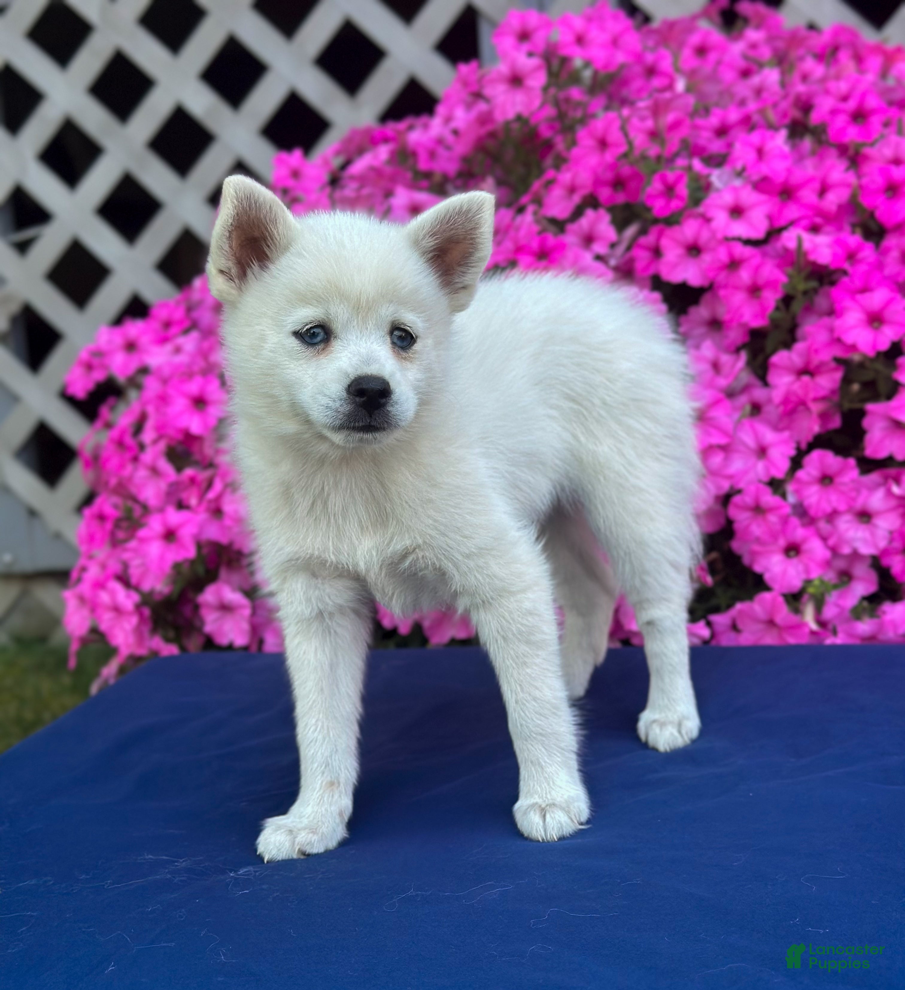 Pomsky dogs Sierra  - Ad 2