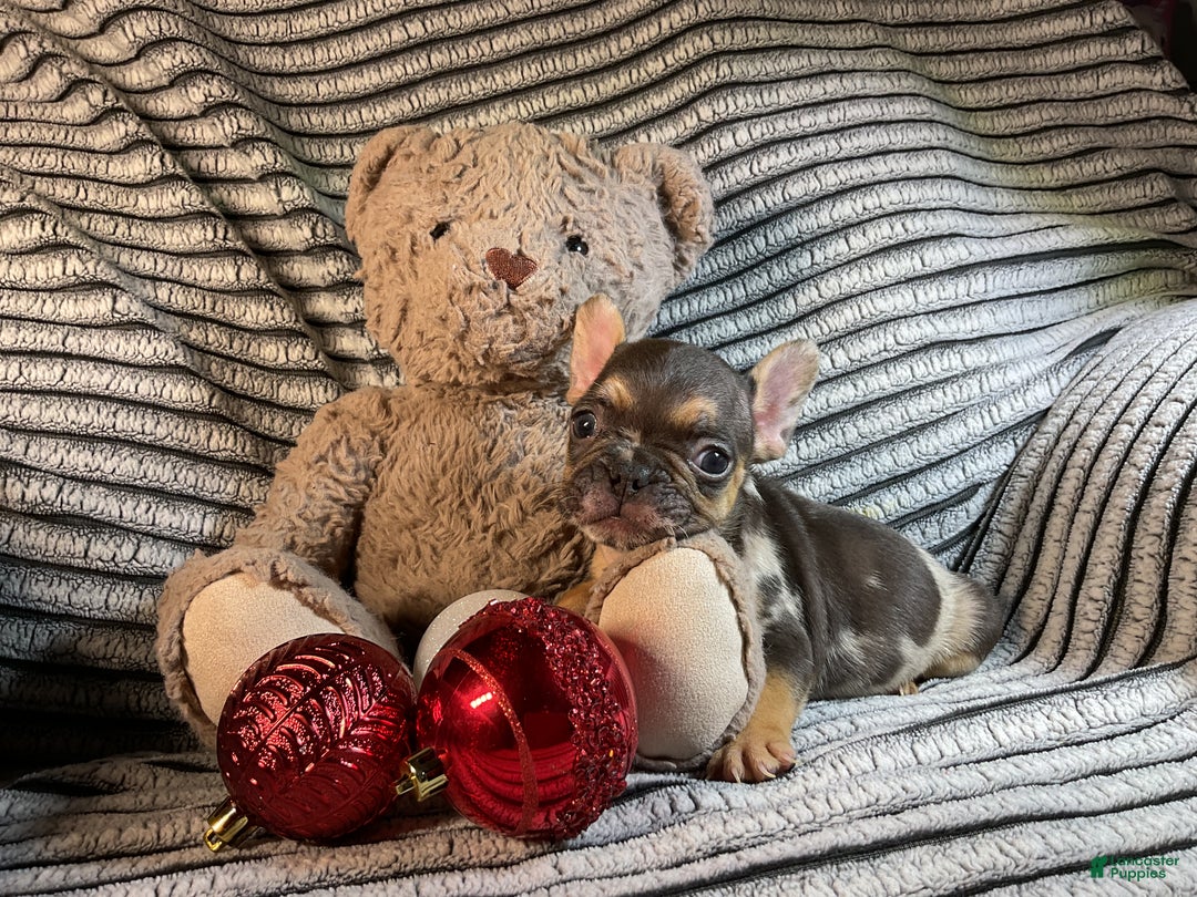 French Bulldog dogs for sale: Max  - Ad 9