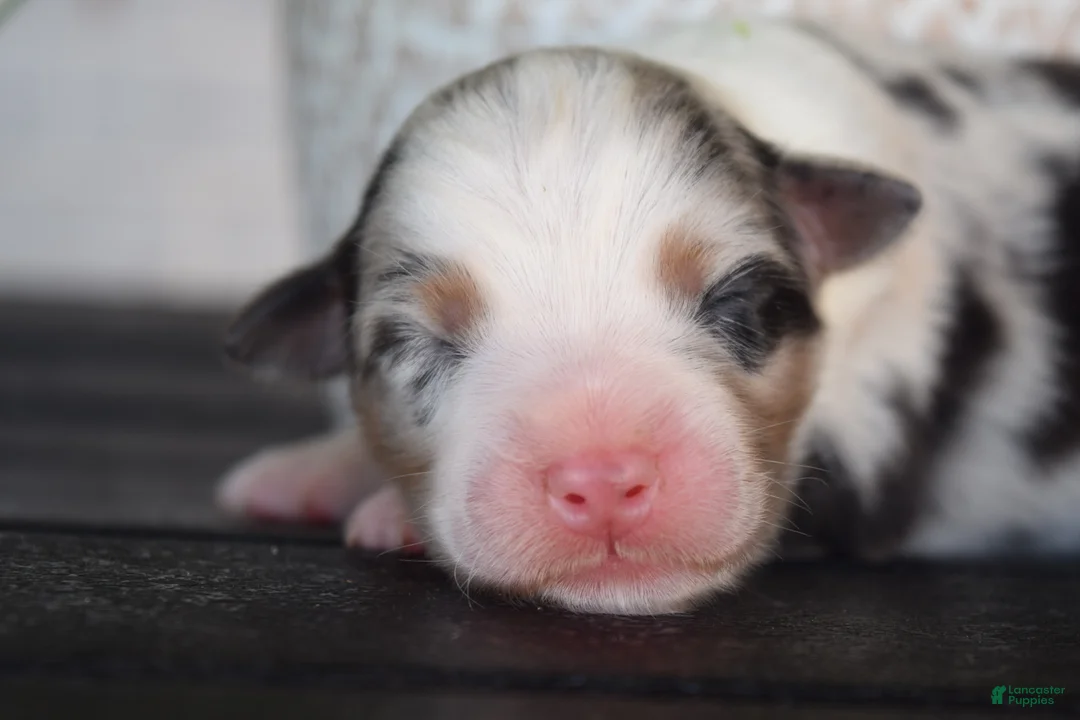 Australian Shepherd dogs for sale: Brook - Ad 2