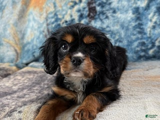 Cavalier King Charles Spaniel dogs Poppy - Ad 29