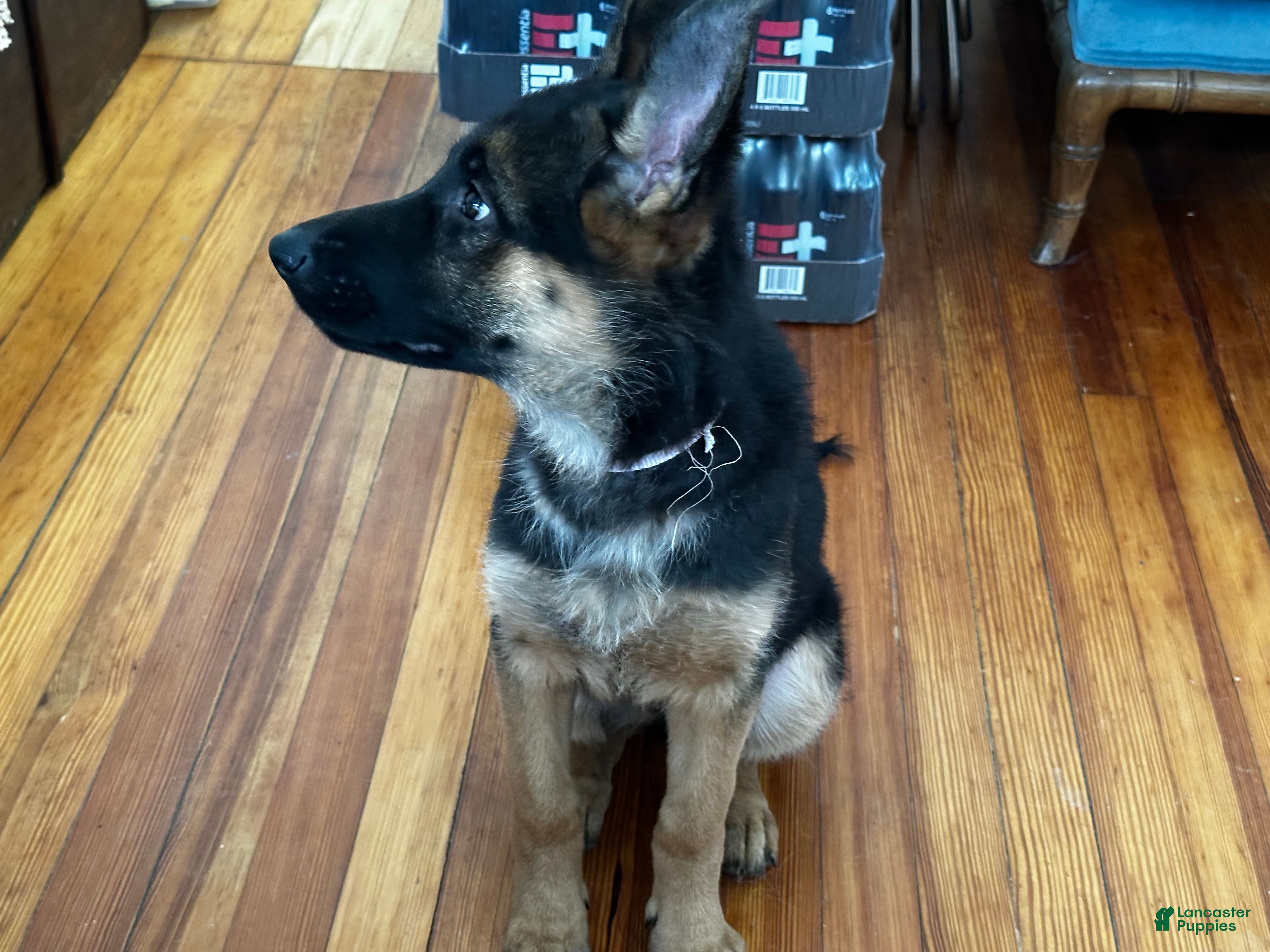 German Shepherd dogs German Shepherd Puppy 2 - Ad 12