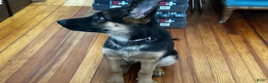 German Shepherd Puppy 2