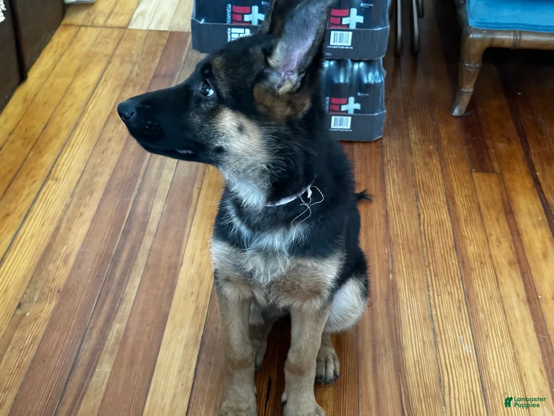 German Shepherd dogs for sale: German Shepherd Puppy 2 - Ad 1
