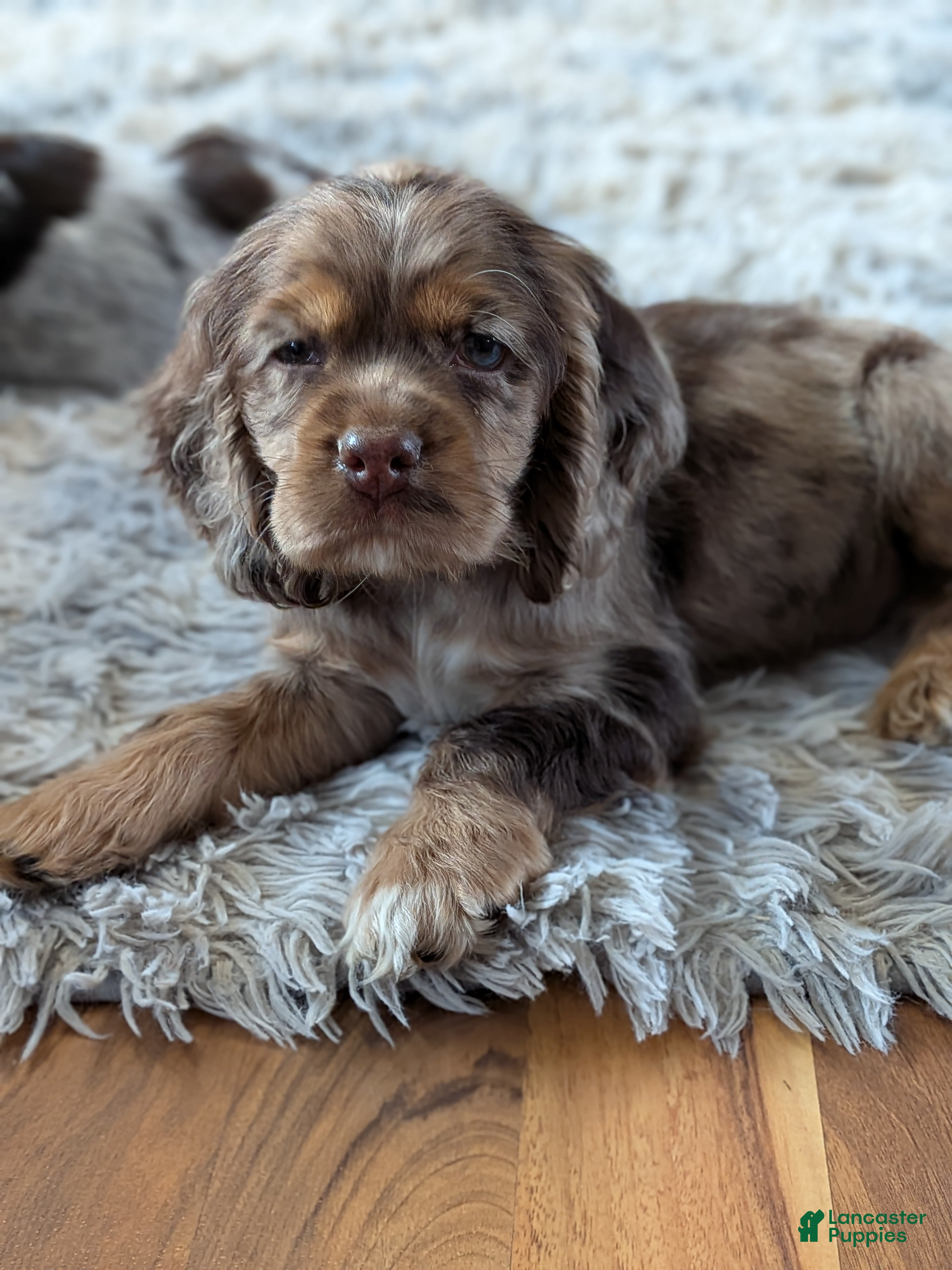 Cocker Spaniel dogs Vito - Ad 42