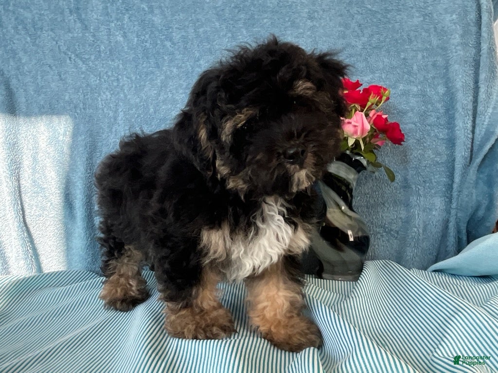 Yorkiepoo dogs Spencer - Ad 1