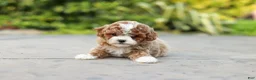 Cavapoo dogs for sale: Bella Rae - Ad 4