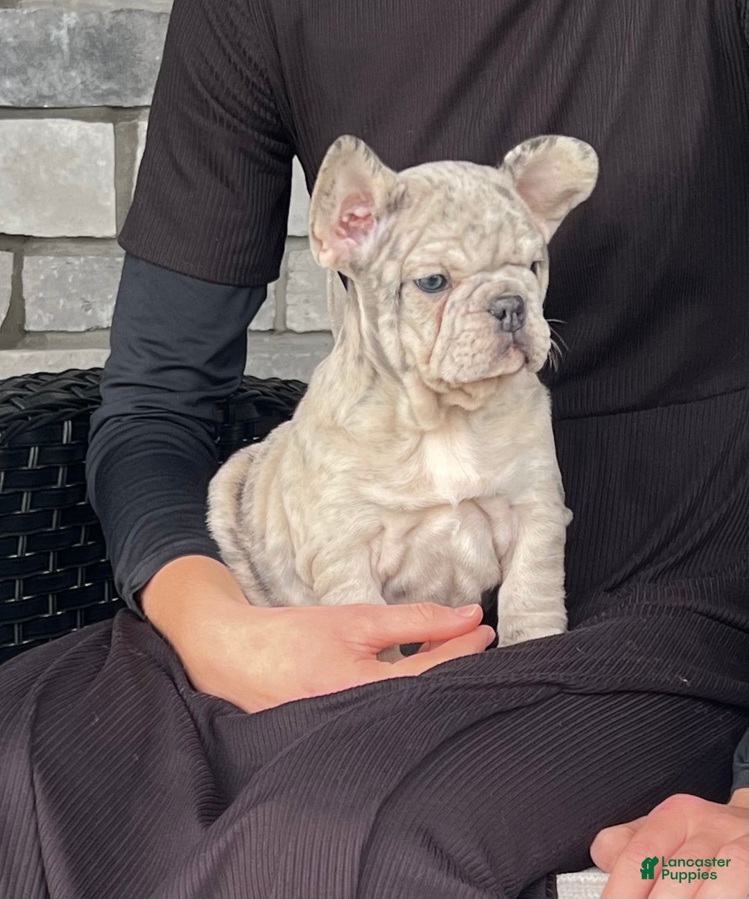 French Bulldog dogs for sale: Noelle - Ad 5