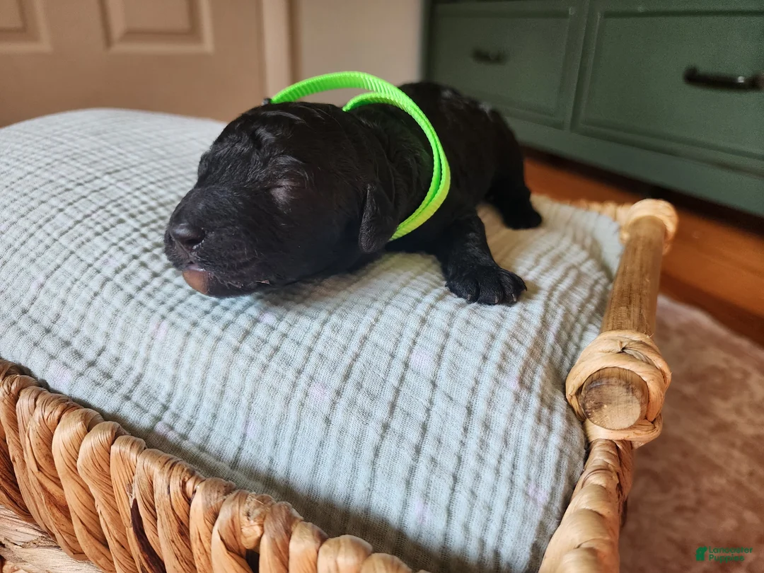 Mixed Breed dogs for sale: Apollo - Ad 1