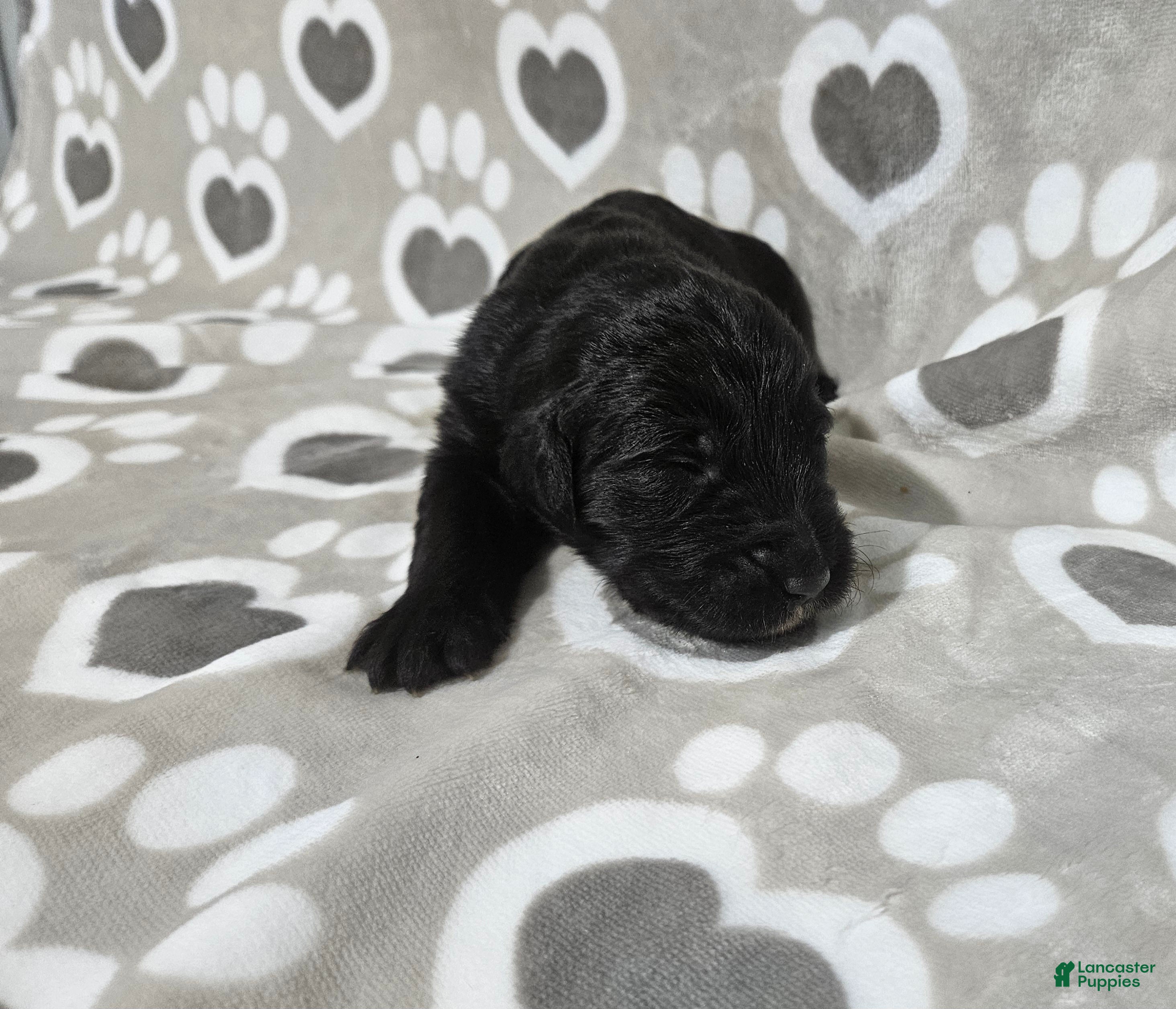 Goldendoodle dogs F1 Crowder - Ad 34