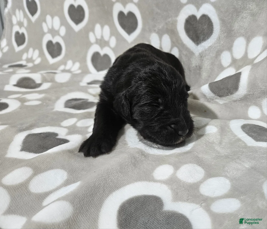 Goldendoodle dogs for sale: F1 Crowder - Ad 1