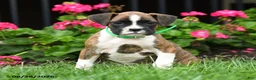 Boxer dogs for sale: Roxy - Ad 5