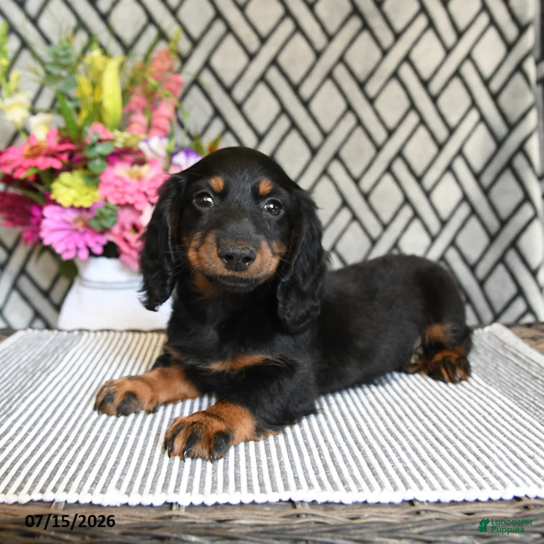 Miniature Dachshund dogs for sale: Tootsie - Ad 1