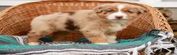 Australian Shepherd dogs for sale: Ranger - Ad 7