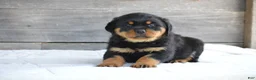 Rottweiler dogs for sale: Deisel - Ad 3