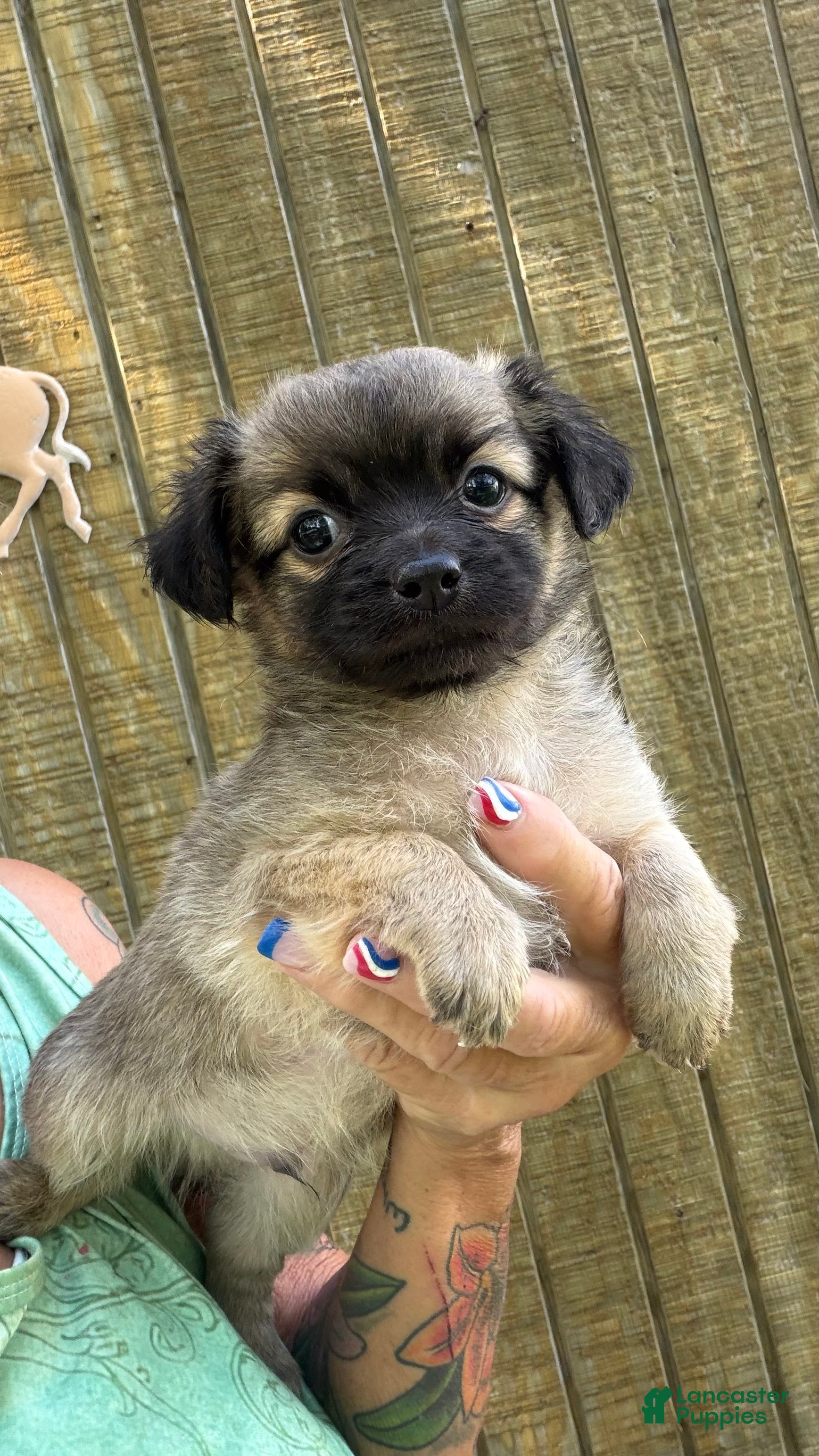 Chihuahua dogs Chihuahua Puppy 1 - Ad 1