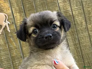 Chihuahua dogs for sale: Chihuahua Puppy 1 - Ad 2
