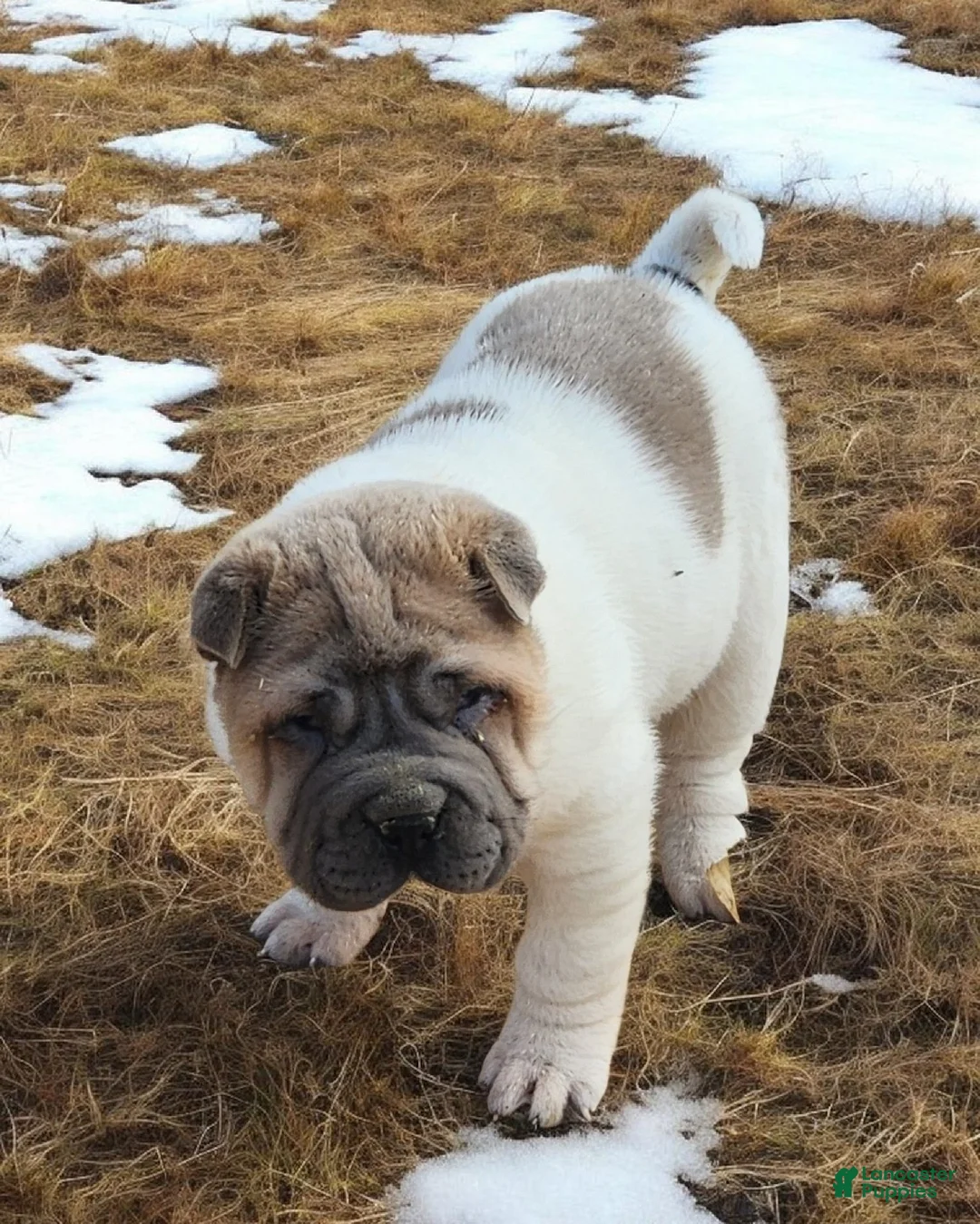 Shar Pei dogs for sale: Isabella mini flower  - Ad 6
