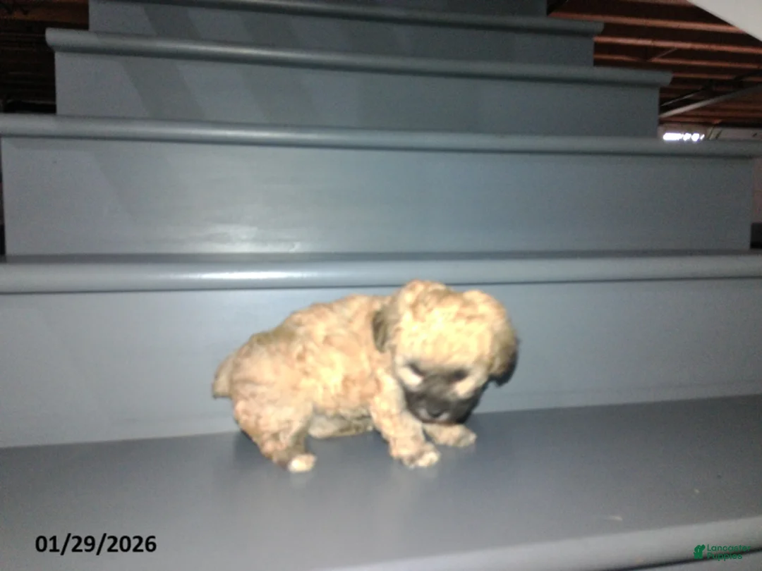 Yorkiepoo dogs for sale: Cara  - Ad 9