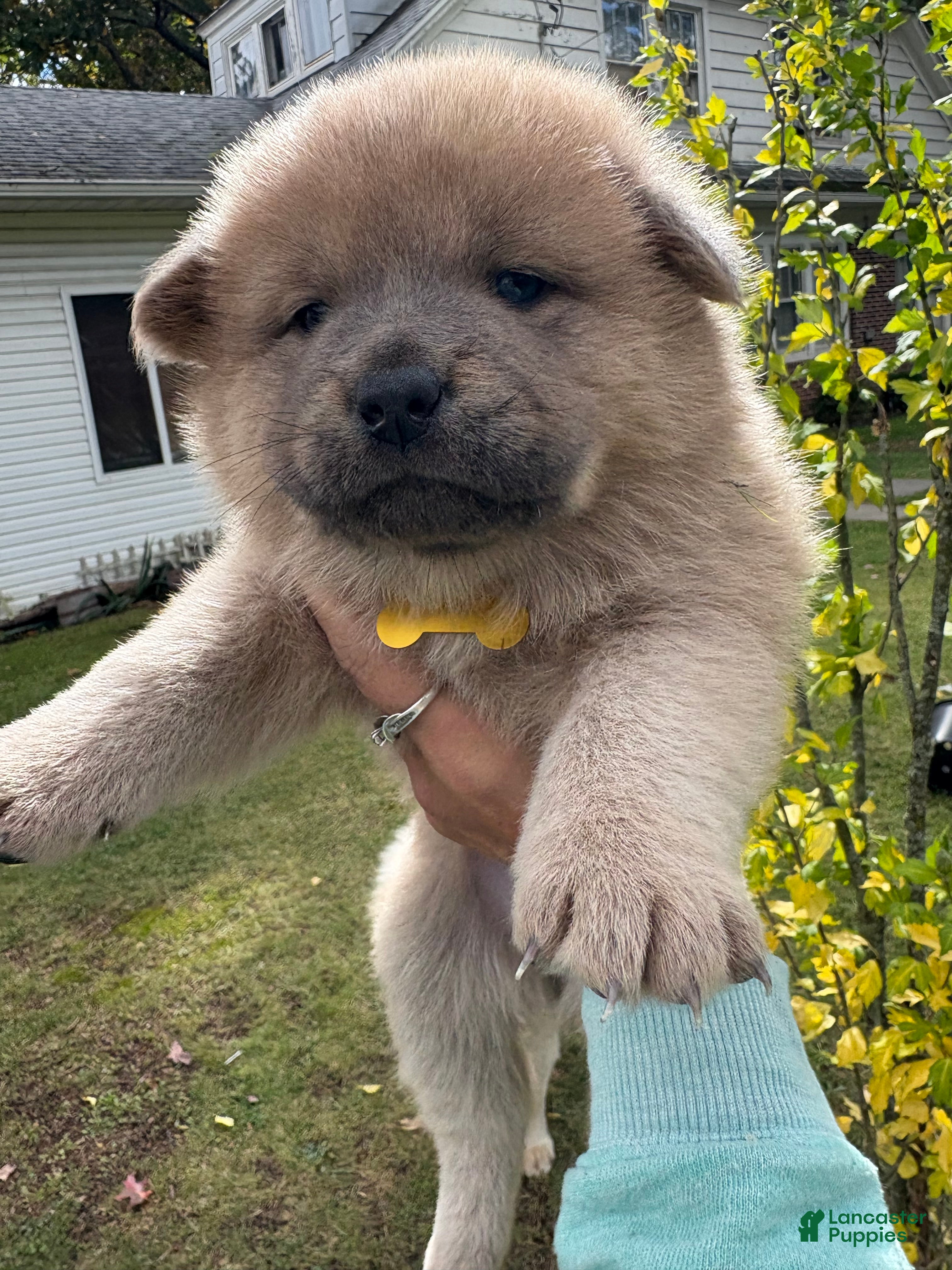 Mixed Breed dogs for sale: Goldie - Ad 2
