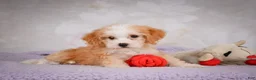 Mini Bernedoodle dogs for sale: Mandy - Ad 6